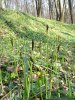 Ostřice chlupatá - Carex pilosa