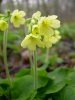 Prvosenka vyšší - Primula elatior